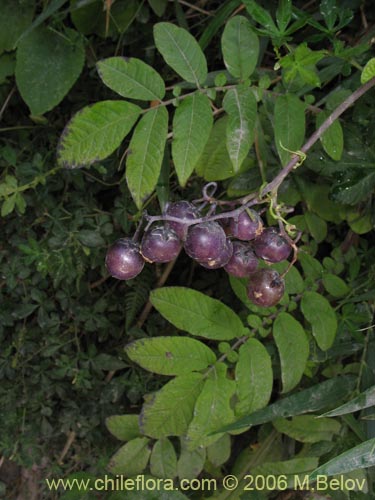 Solanum sp. #2359の写真